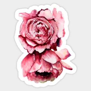 Two Pink Peonies Sticker